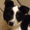 Clover was adopted in April, 2006